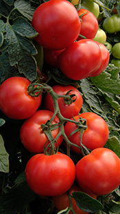 Houweling's tomatoes on the vine