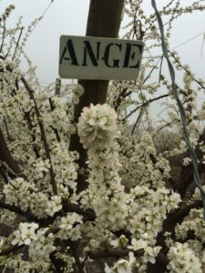 Angelino flowers