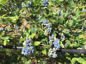 Blueberries June 2015