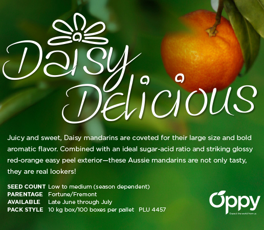 Our News - Daisy Mandarins - Oppy