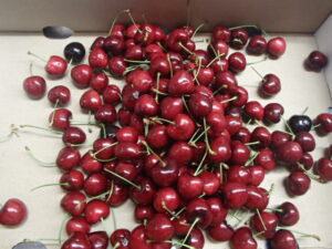 Last cherries of the season