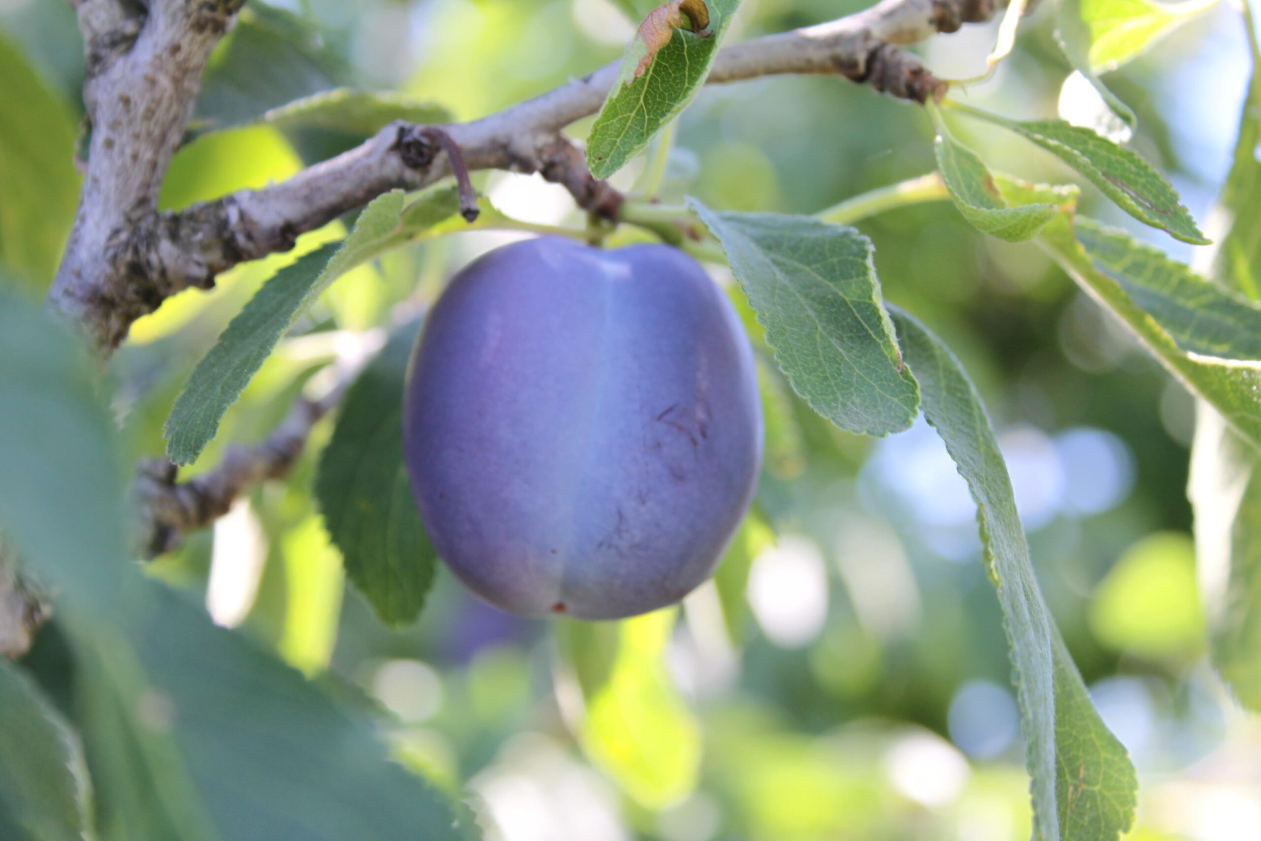 download prune plum