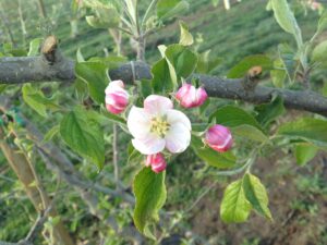 Organic Envy Bloom