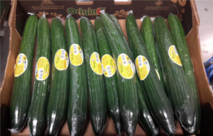 OriginO's Cucumbers