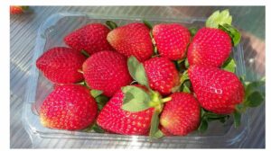 Strawberries December 2015 3