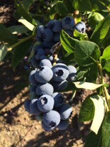 blueberry bush 4