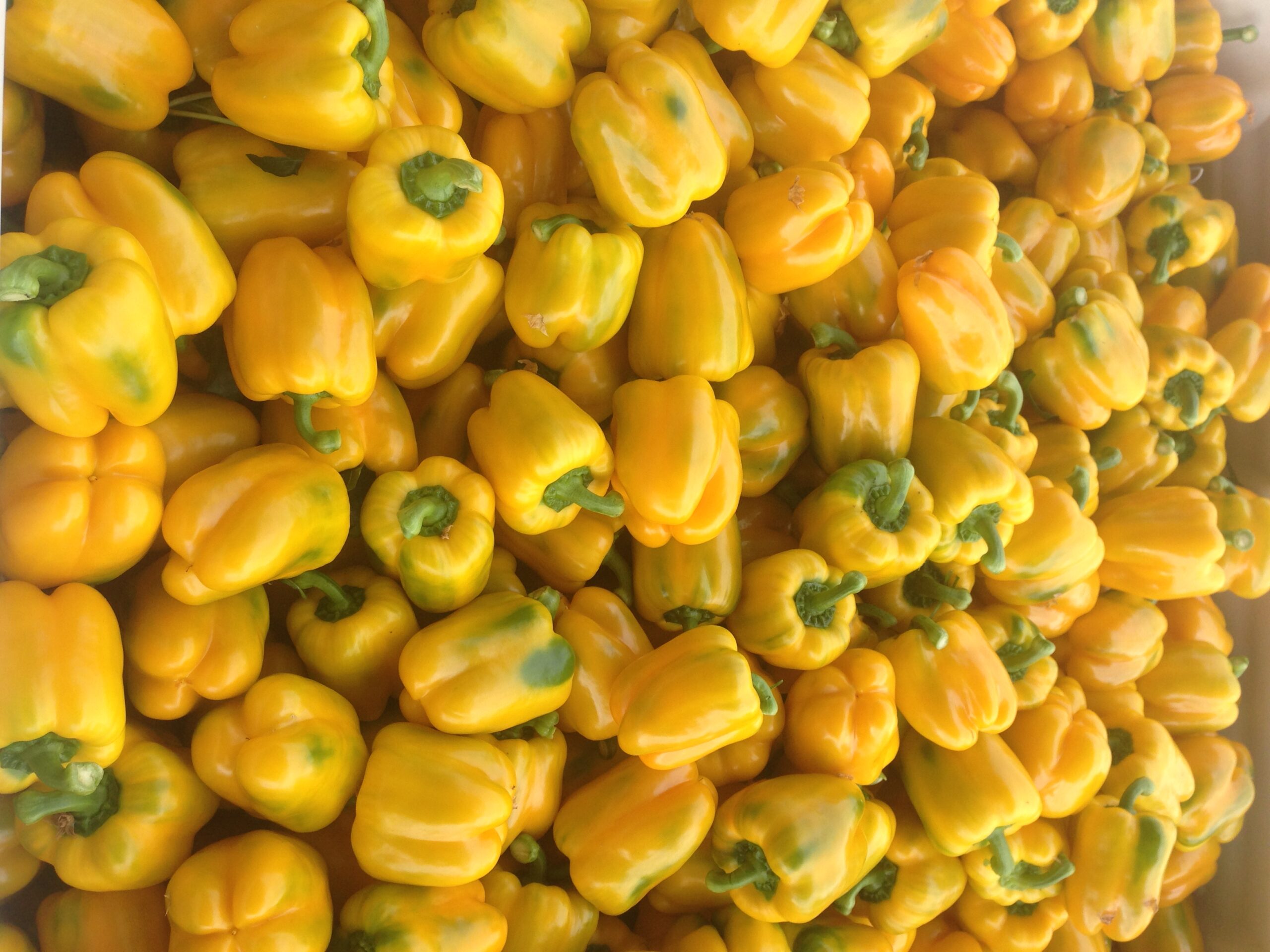 sunselect peppers new season