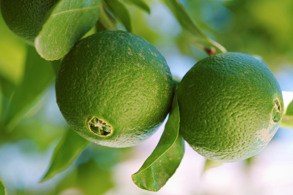 Our News - Prime limes from Mexico - Oppy