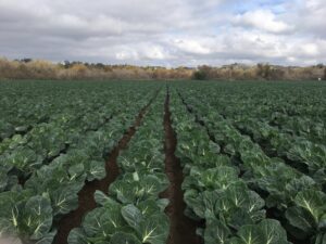 OP Brussels sprouts field