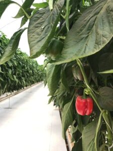 pepper plants