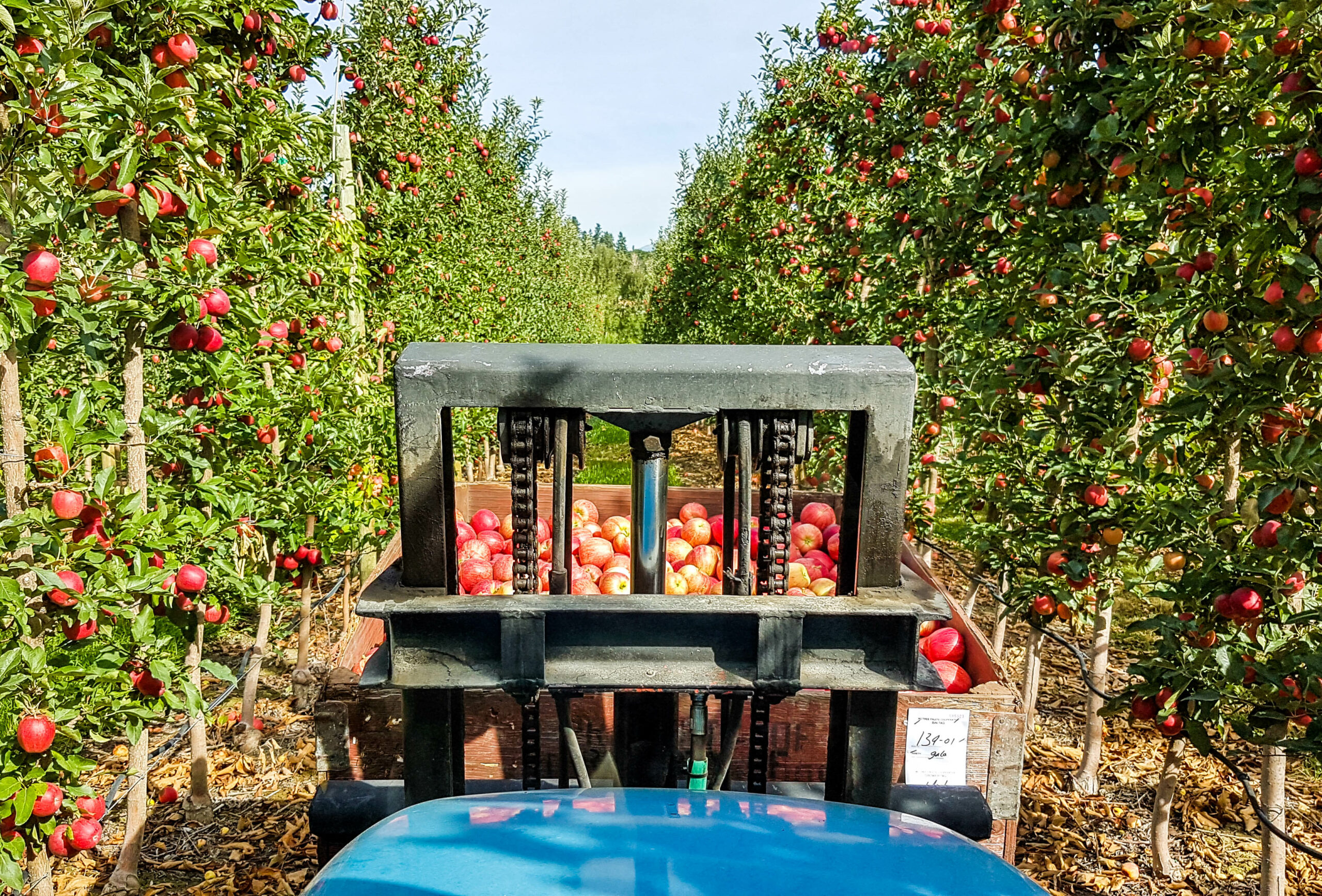 Our News The apple doesn’t fall far from BC Tree Fruits Oppy