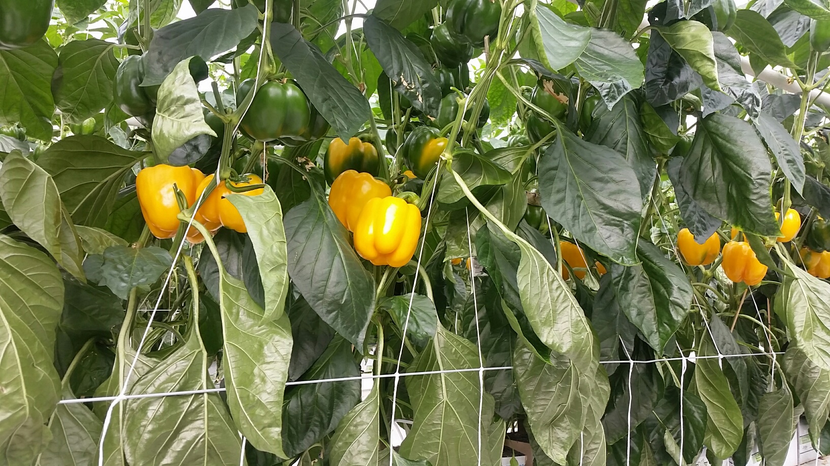 Our News Fresh Greenhouse Peppers Oppy