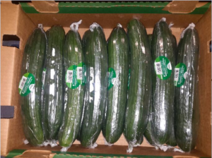 Divemex cucumbers