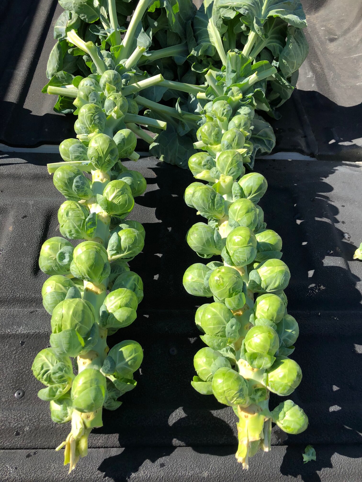 Our News Oceanside Sprouts Up in Acreage Oppy