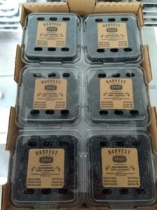 Harvest 52 blackberries (3)