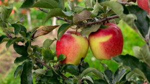 Apples - Oppy