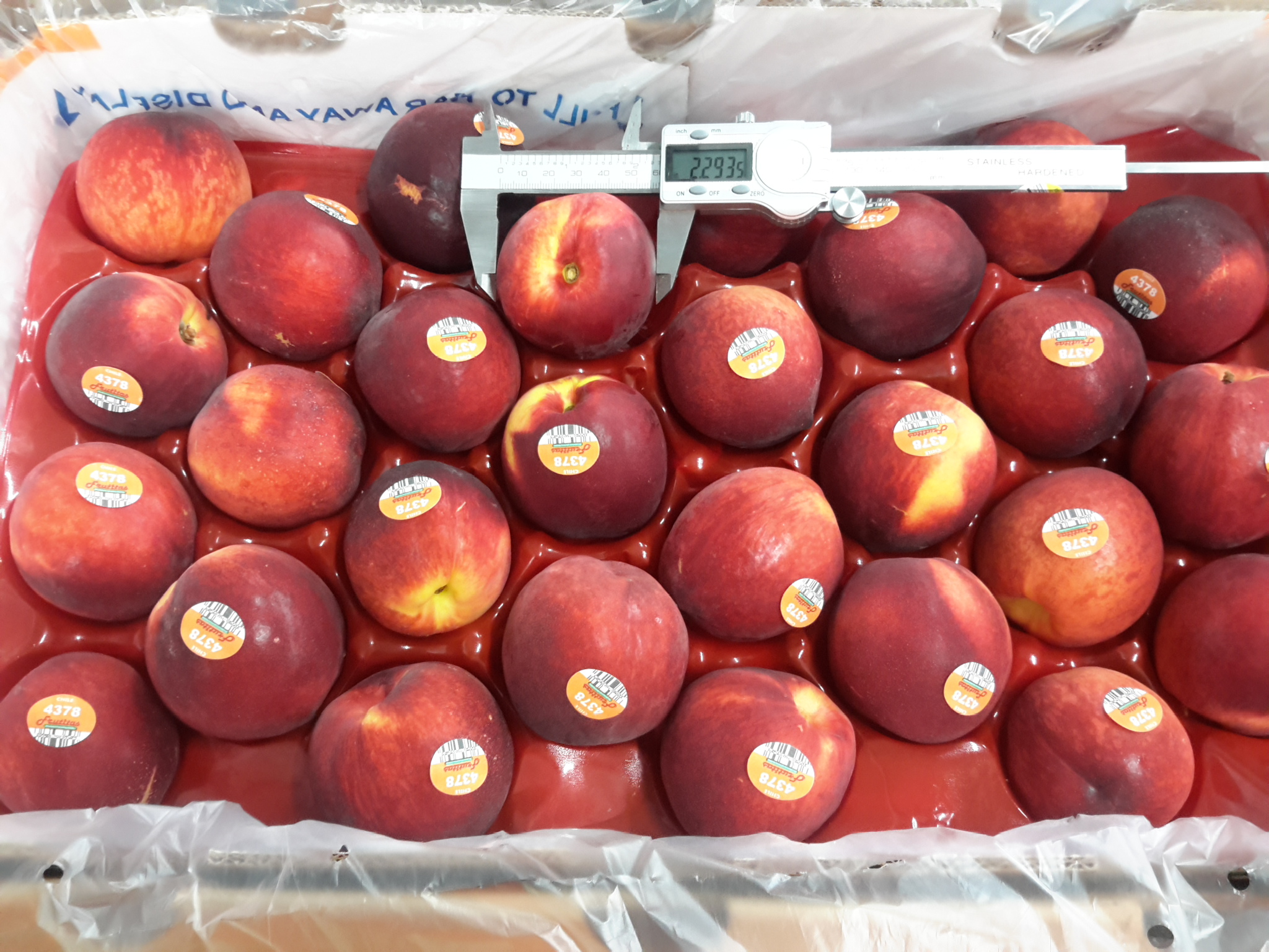 Our News Chilean sweets West Coast bound Oppy