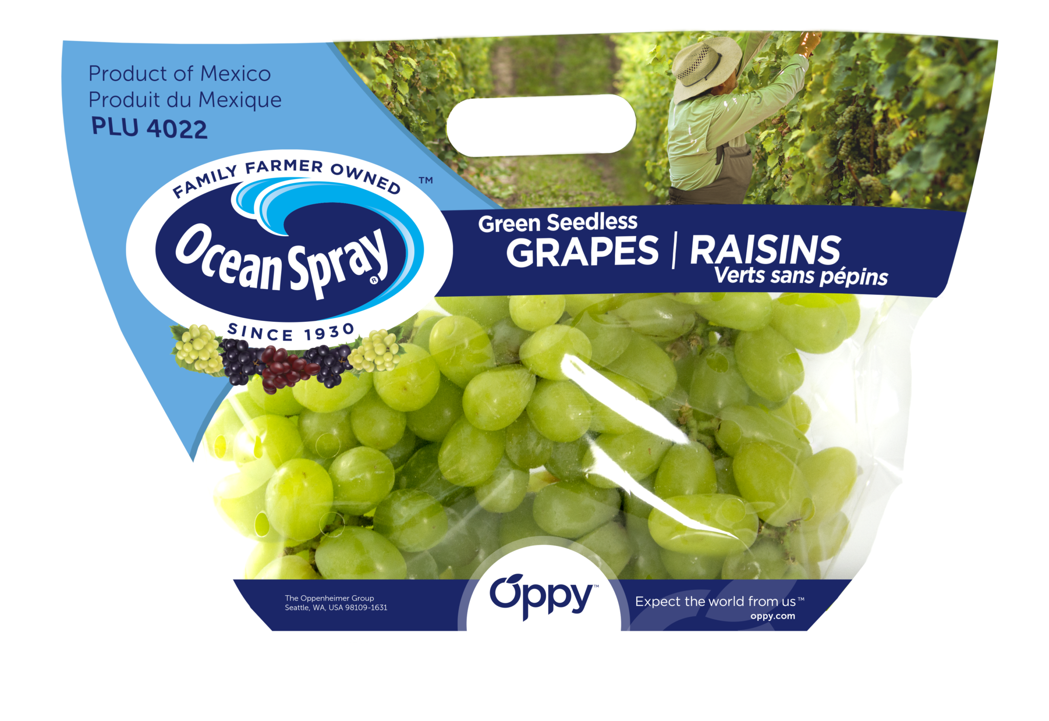 Our News Spring grapes to debut in favored label Oppy