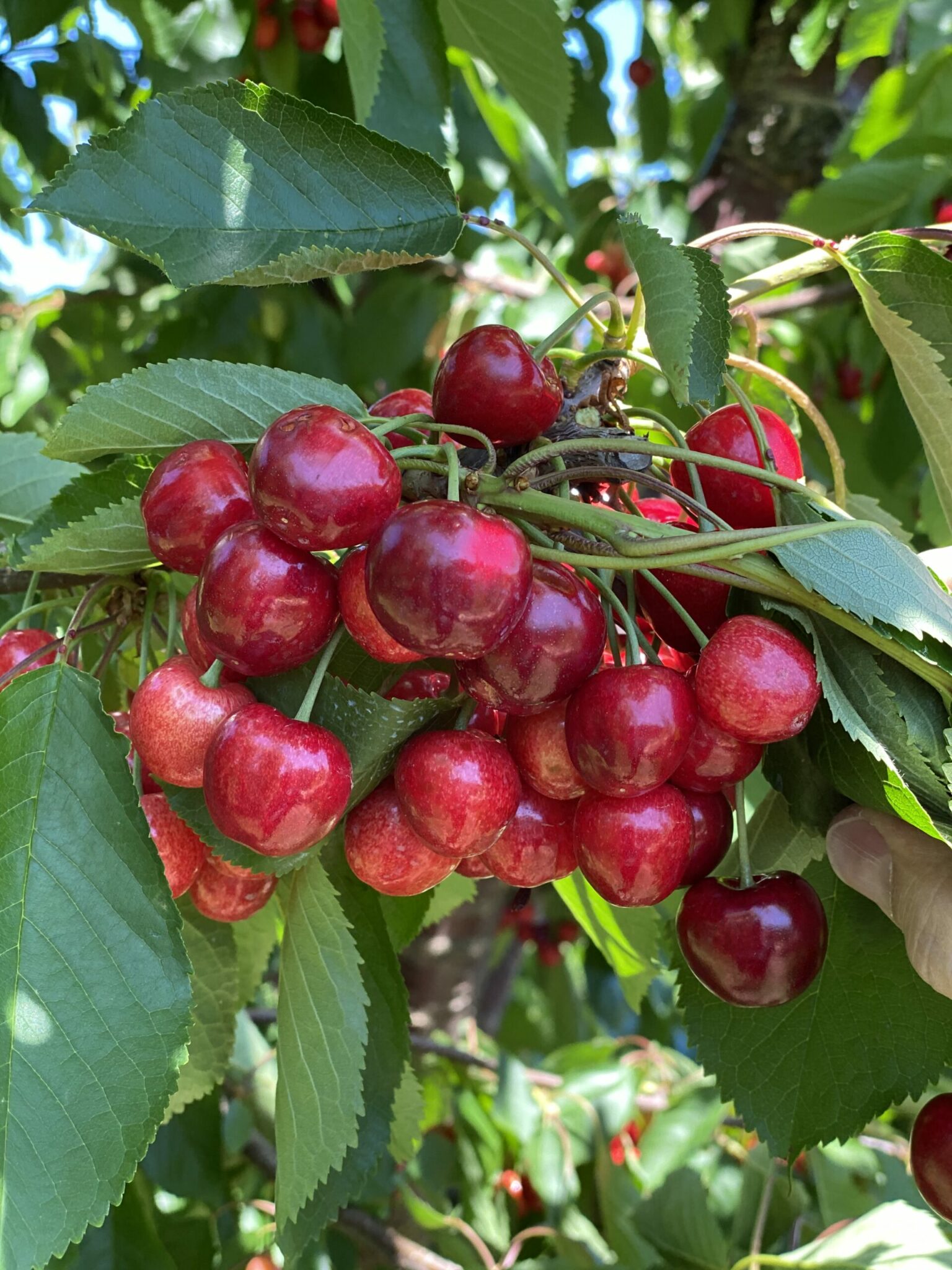 Our News Oppy Skyrockets Into Cherry Season With Esteemed Orchard