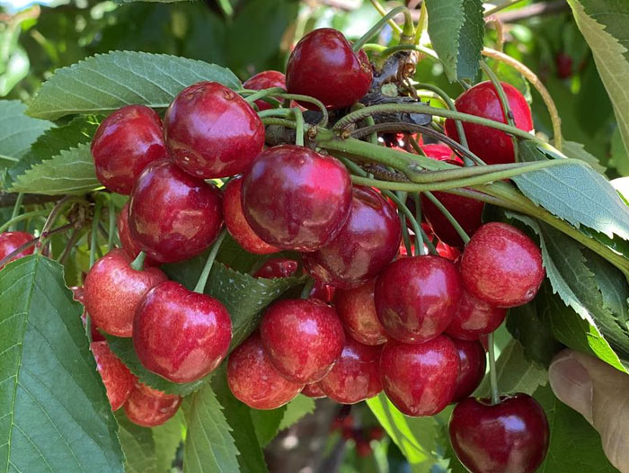 Our News - Succulent summer cherries - Oppy