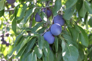 BMG_ItalianPrunePlums