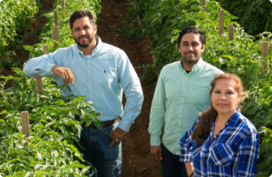 Oceanside Pole tomatoes growers in field