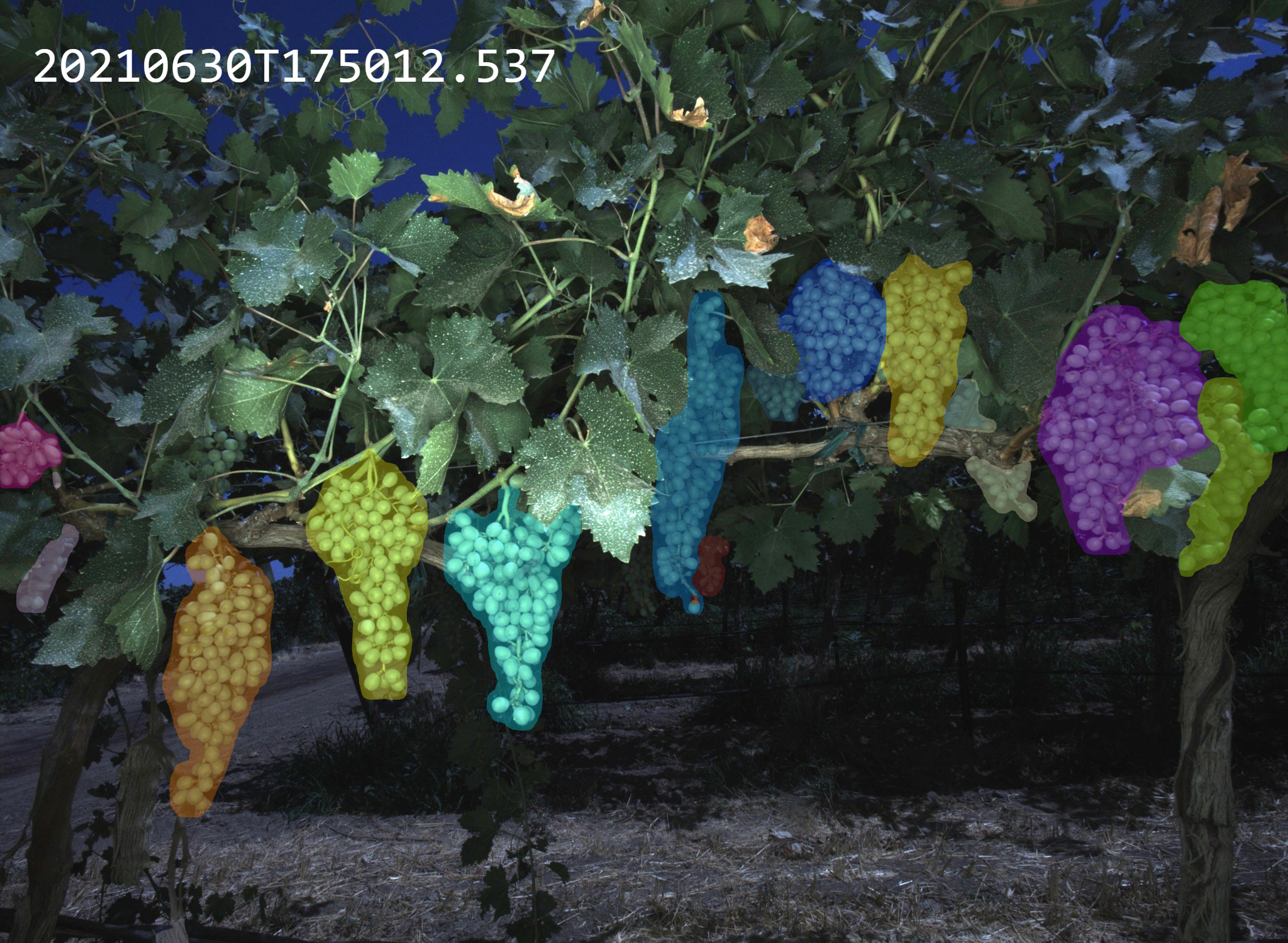 https://oppy.com/app/uploads/2021/09/Bloomfield-TableGrapes-Mask.png