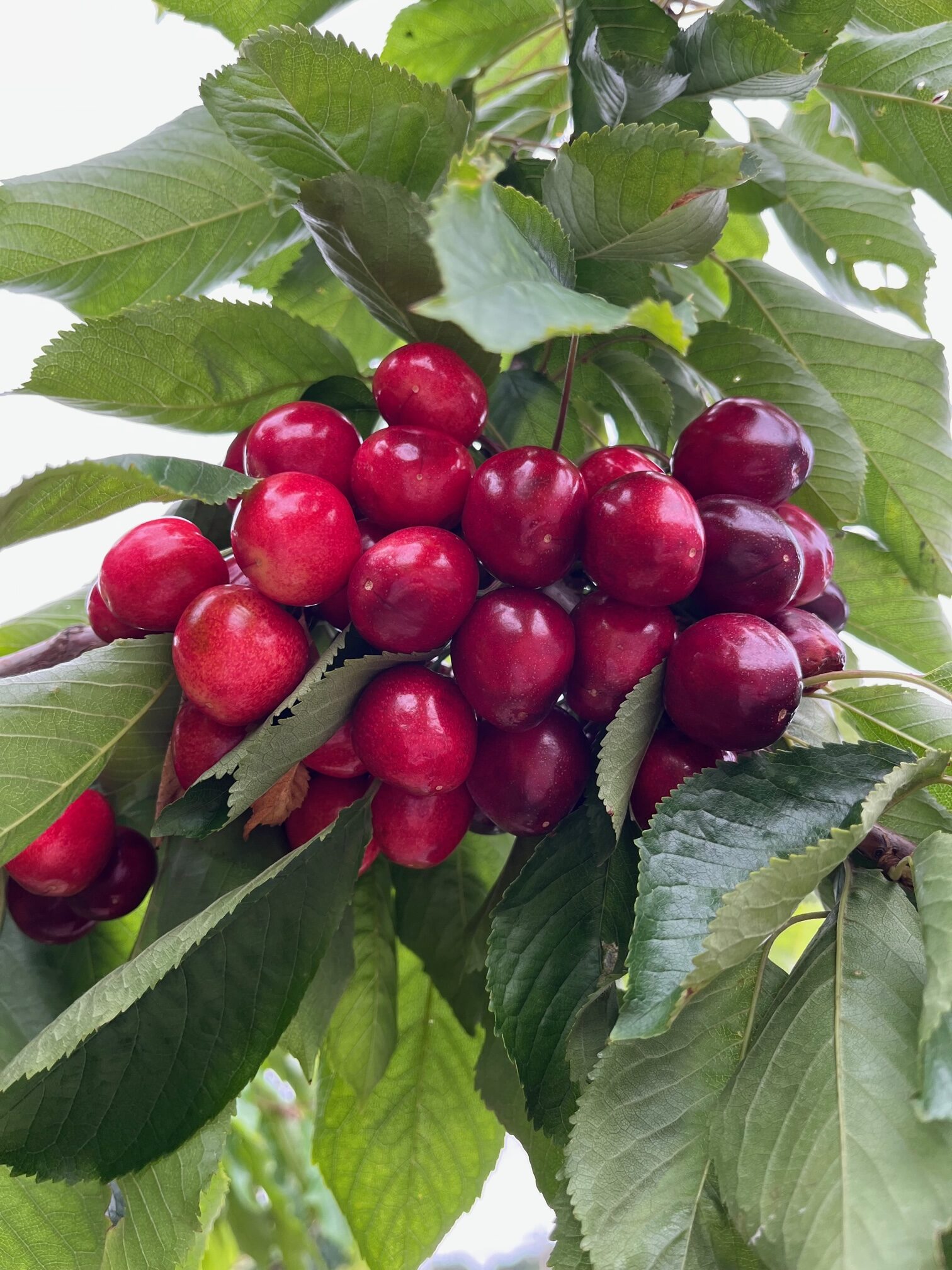Our News - Orchard View Cherries looks toward promising season