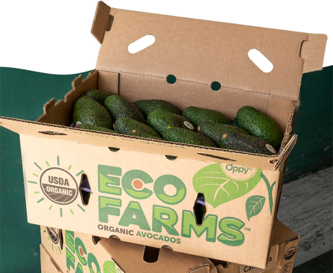 about-us_eco_masked-image-2